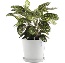 Blumentopf Ecopots Kunststoff Ø 38 cm 40 x 40 x 34,5 cm weiß