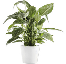 Blumentopf Ecopots Amsterdam Kunststoff Ø 18,5 cm 20 x 20 x 17,2 cm grau