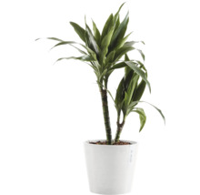 Blumentopf Ecopots Amsterdam Kunststoff Ø 18,5 cm 20 x 20 x 17,2 cm grau