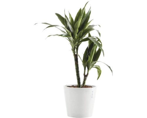 Drachenbaum im Topf