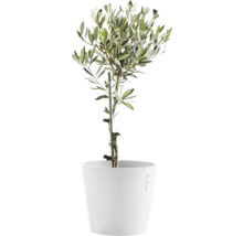Blumentopf Ecopots Amsterdam Kunststoff Ø 18,5 cm 20 x 20 x 17,2 cm grau