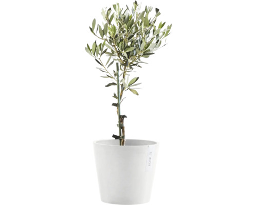 Olivenbaum im Topf