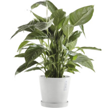 Blumentopf Ecopots Amsterdam Kunststoff Ø 18,5 cm 20 x 20 x 17,2 cm grau