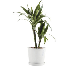 Blumentopf Ecopots Amsterdam Kunststoff Ø 18,5 cm 20 x 20 x 17,2 cm grau
