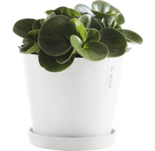Blumentopf Ecopots Amsterdam Kunststoff Ø 18,5 cm 20 x 20 x 17,2 cm grau