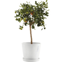 Blumentopf Ecopots Amsterdam Kunststoff Ø 18,5 cm 20 x 20 x 17,2 cm grau