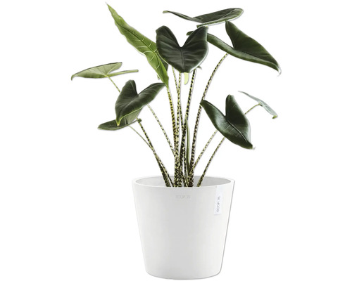Alocasia Zebrina Zimmerpflanze in weißem Topf