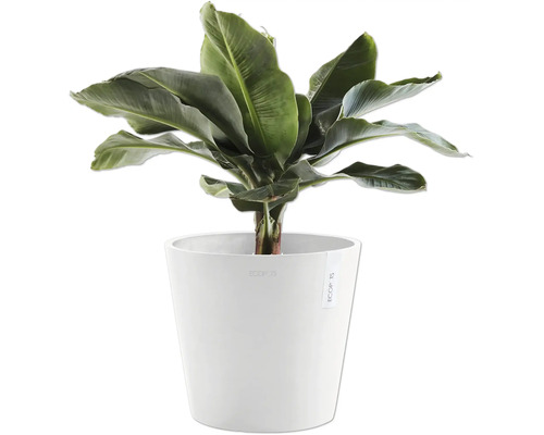 Banane im weißen Pflanzgefäß