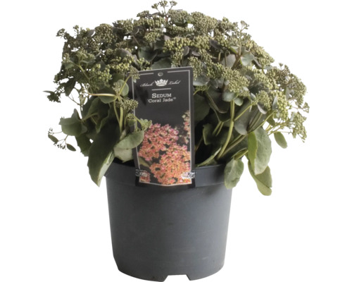 Fetthenne FloraSelf Sedum 'Coral Jade' H 5-30 cm Co 3 L