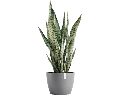 Bogenhanf Zimmerpflanze im Topf