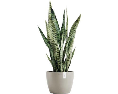 Sansevieria Zimmerpflanze im Topf