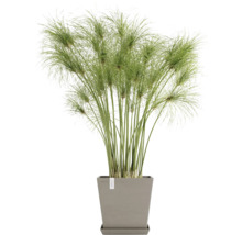 Blumentopf Ecopots Rotterdam Kunststoff Ø 23 cm 25 x 25 x 24,6 cm braun