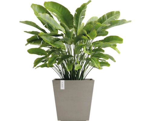 Künstliche Strelitzie im quadratischen Pflanzgefäß für die Dekoration