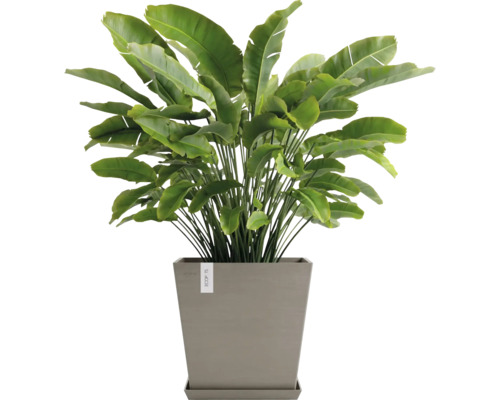 Strelitzie im Topf als Zimmerpflanze