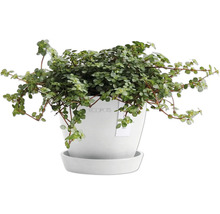 Pilea im Topf mit Untersetzer