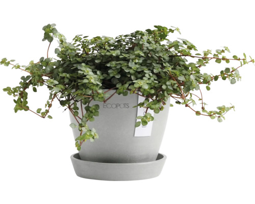 Glockenwein in einem Topf