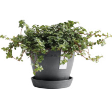Blumentopf Ecopots Antwerp Mini Kunststoff Ø 10,1 cm 11,5 x 11,5 x 10,1 cm grau