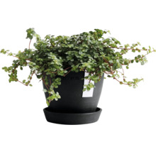 Blumentopf Ecopots Antwerp Mini Kunststoff Ø 10,1 cm 11,5 x 11,5 x 10,1 cm dunkelgrau