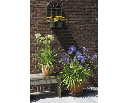 Gartenansicht mit Topfpflanzen auf einer Bank vor einer Ziegelmauer