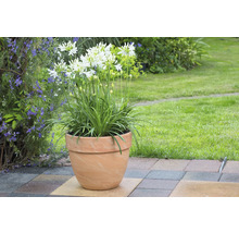 Agapanthus in Terrakottatopf im Garten