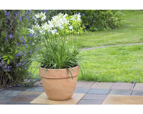 Agapanthus in Terrakottatopf im Garten