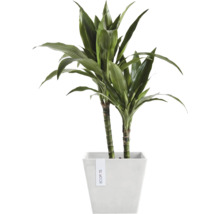 Blumentopf Ecopots Rotterdam Kunststoff Ø 18,3 cm 20,3 x 20,3 x 17,8 cm weiß