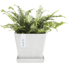 Blumentopf Ecopots Rotterdam Kunststoff Ø 18,3 cm 20,3 x 20,3 x 17,8 cm weiß