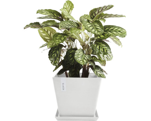 Pfeilwurz im weißen Topf