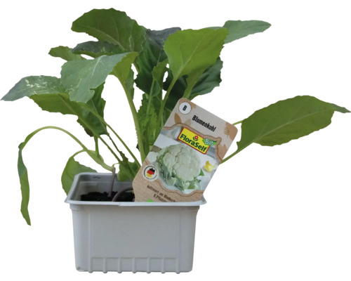 Blumenkohlpflanze im Topf mit FloraSelf Etikett