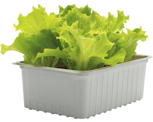 Salatsetzling in einer Schale