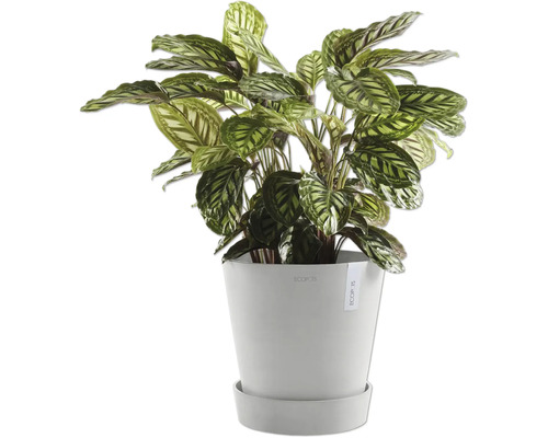 Gebetspflanze im Topf für den Innenbereich