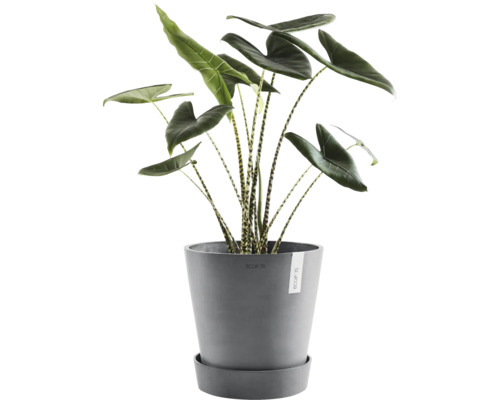 Zimmerpflanze Alocasia mit dekorativen Blättern in einem Topf