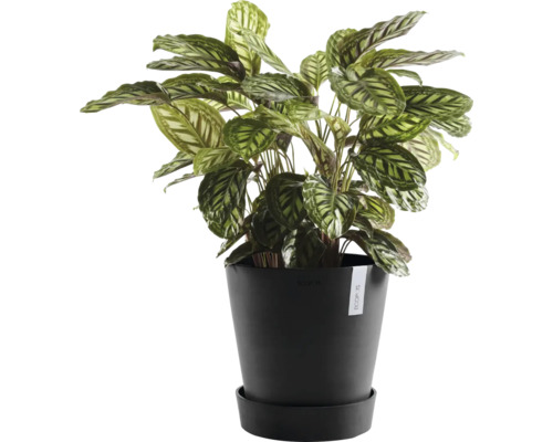 Calathea Pflanze in einem schwarzen Topf