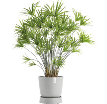 Untersetzer Ecopots Oslo Kunststoff Ø 28,9 cm x 32,2 x 8,5 cm grauweiß