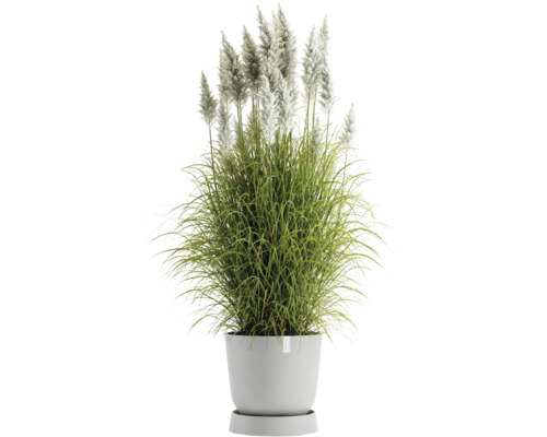 Grasbusch mit weißen Wedeln im Topf