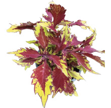 Coleus Pflanze im Topf mit rot-gelben Blättern