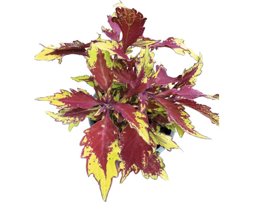 Buntnessel, Ziernessel FloraSelf Coleus 'Apple Brandy' Ø 12 cm Topf, Laubschön Coleus Pflanze im Topf mit rot-gelben Blättern