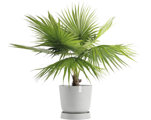 Hanfpalme in einem Topf