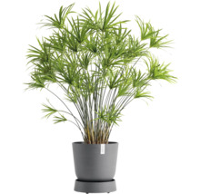 Untersetzer Ecopots Oslo Kunststoff Ø 28,9 cm x 32,2 x 8,5 cm grau