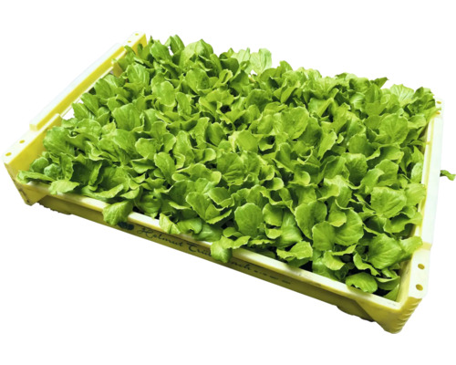 Salatsetzlinge in einer Kiste zur Anpflanzung im Garten