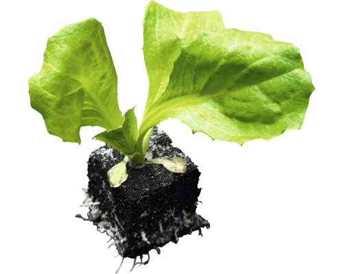 Salatsetzling in Anzuchterde