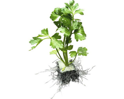 Petersilienpflanze mit Wurzeln