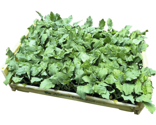 Kiste mit jungen Gemüsepflanzen