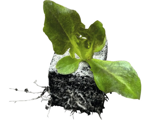 Jungpflanze mit Wurzelballen