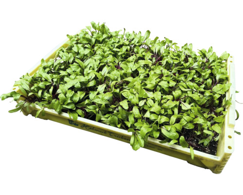 Beet-Pflanzen in einer Anzuchtschale