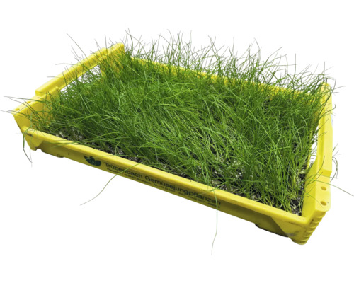 Schnittlauch in einer gelben Anzuchtschale