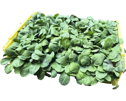 Kiste mit jungen Kohlpflanzen