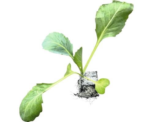 Kohlrabi Pflanze mit Wurzelballen