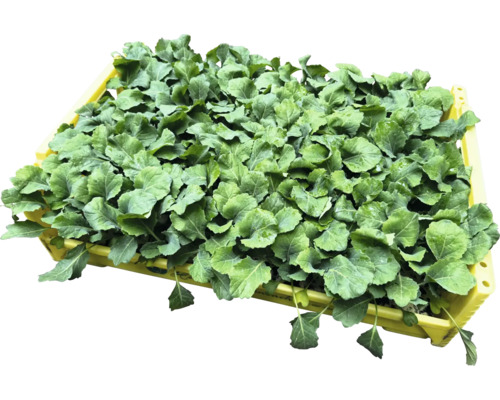 Kohlrabipflanzen in einer gelben Kiste für den Garten