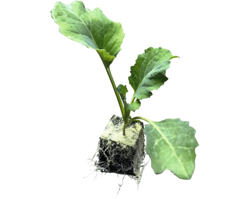 BIO Gemüsejungpflanzen, Gemüsesorten lose mit Ballen/Erdpresstopf